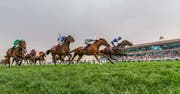 卡塔尔赛马和马术俱乐部 (Qatar Racing and Equestrian Club)