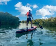 Mangroves paddleboarding Purple Island