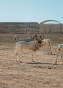 艾玛莎比亚保护区 (Al Mashabiya Reserve) 